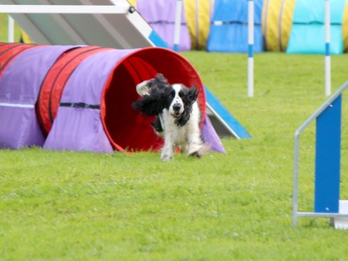 Concours d'agility, nos fontenois au château de la Loyere