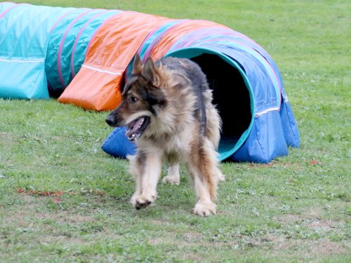 Concours d'agility, nos fontenois au château de la Loyere