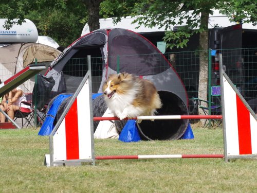 Concours d'agility, Sanvignes, 5 août 2017