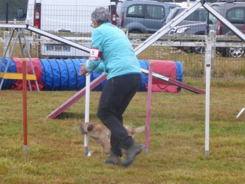 Concours d'agility, Montret, 28 juillet 2019