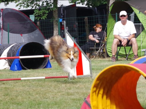 Concours d'agility, Sanvignes, 5 août 2017