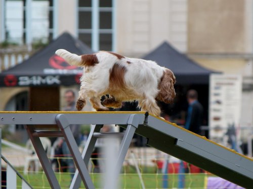 Concours d'agility, nos fontenois au château de la Loyere