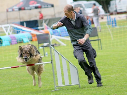 Concours d'agility, nos fontenois au château de la Loyere