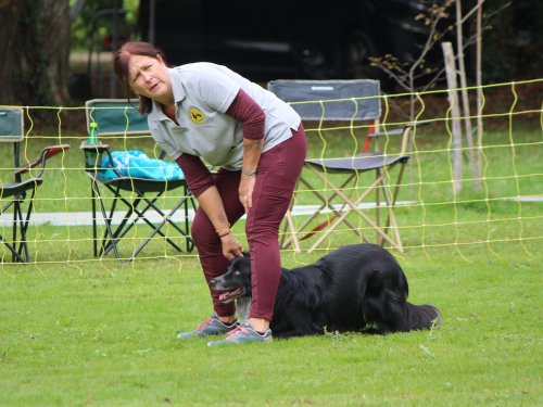 Concours d'agility, nos fontenois au château de la Loyere