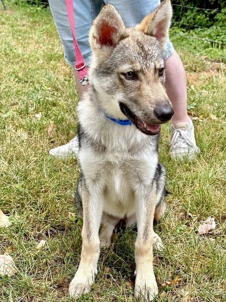 Aina Loup tshèque