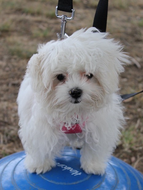 Alba bichon maltais