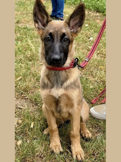 Aska Malinois