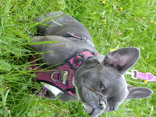 BLUE bouledogue