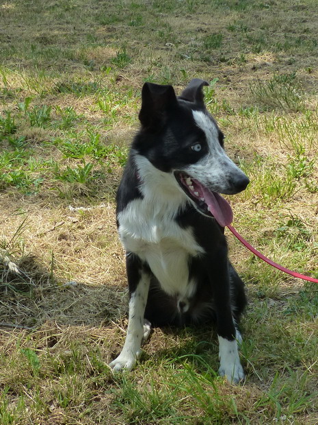 ECKO border collie