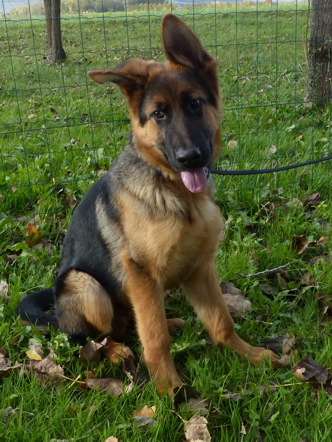 HOUSTON berger allemand