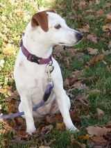 Loumy Jack Russel