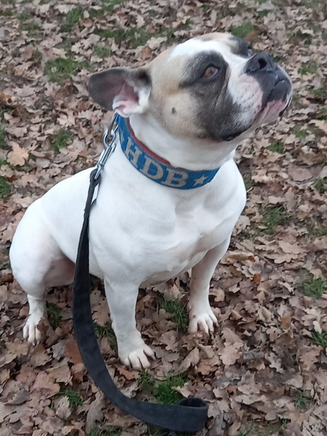 MISS Bouledogue Americain 