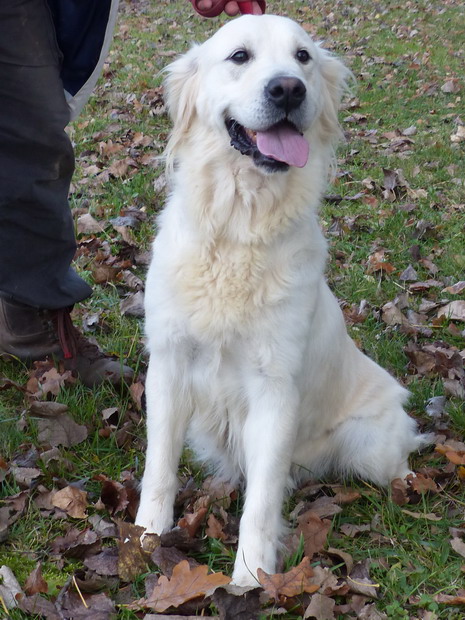 NICE golden