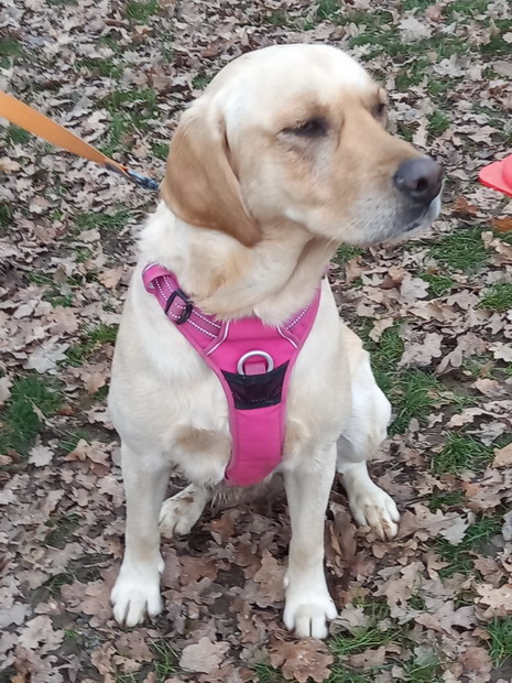 ROMA Labrador 