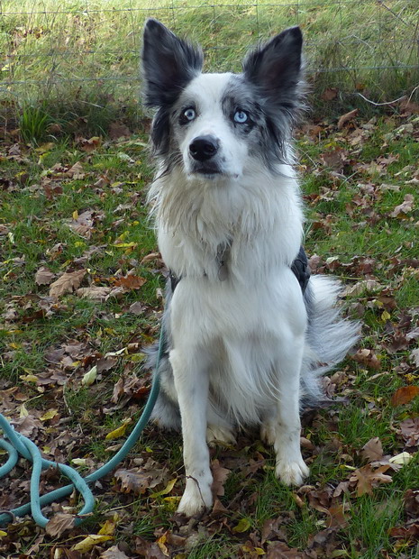 SNOW border collie