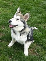 Scott Malamute
