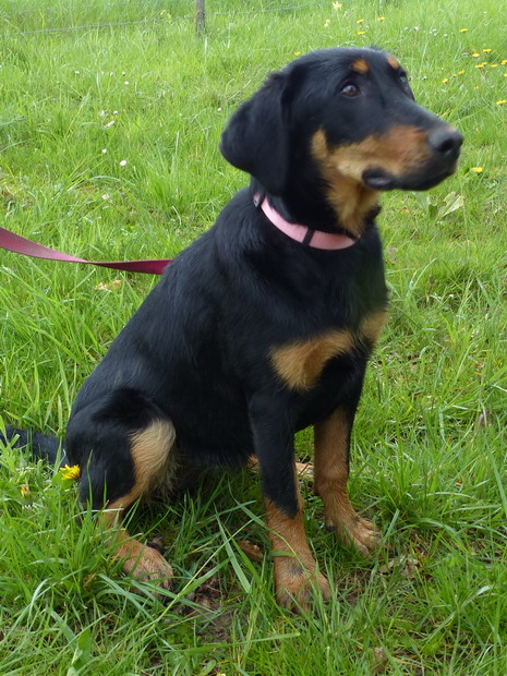 TAYA beauceron