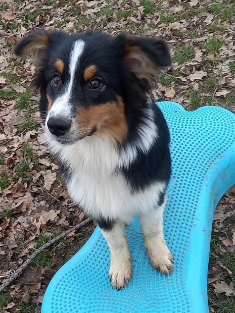 TESS B Australien 