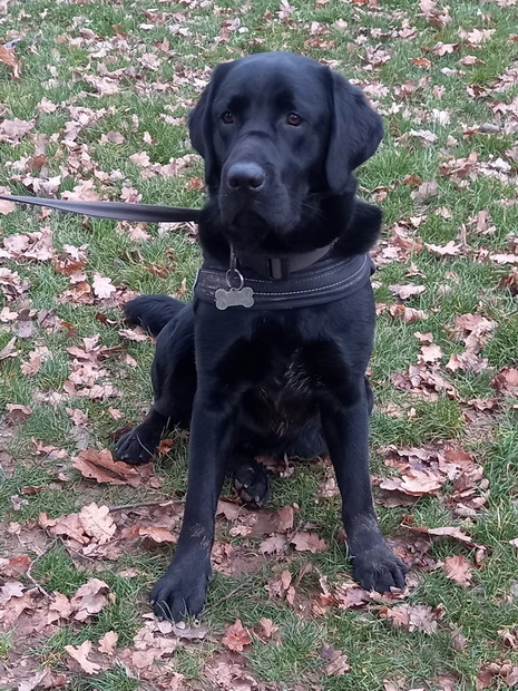 TEXAS Labrador