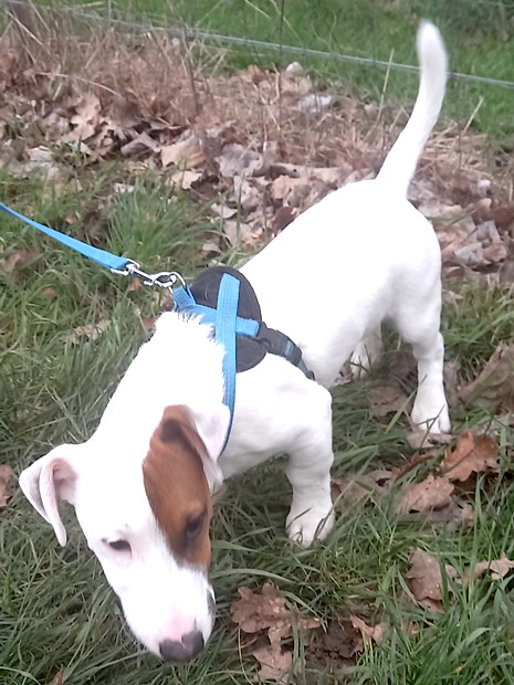 THEO Jack Russel