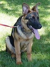 T Shelby Berger allemand