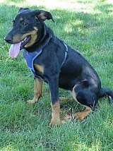 Tokyo Beauceron