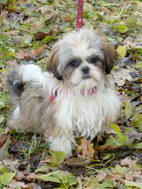 UGO SHIH TZU