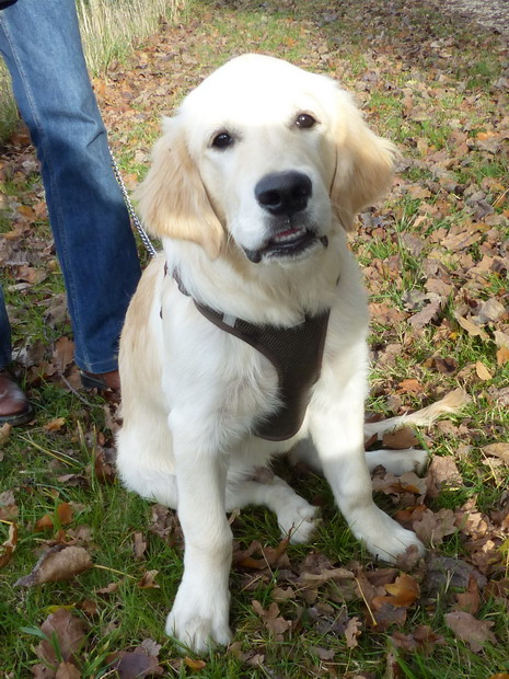 ULYSSE golden retriever