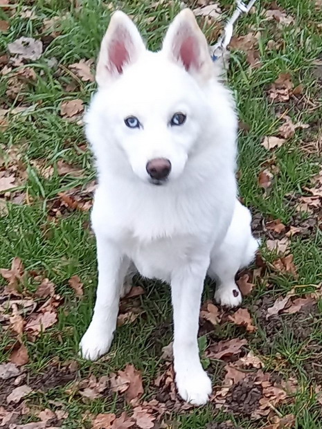VOLT Pomsky 0