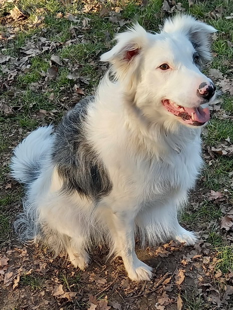 raika border collie