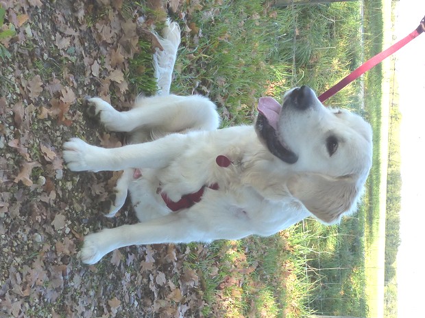 thorgal golden