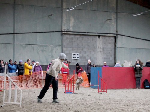 Concours d'agility, Dijon 8 décembre 2024