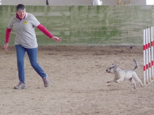 Concours d'agility, Dijon 10 décembre 2023