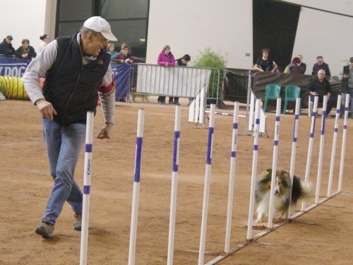 Concours d'agility, Le Creusot, 24 novembre 2019