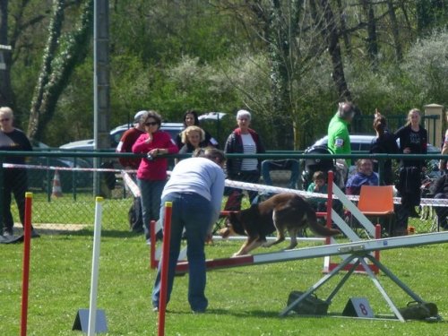 Concours d'agility, Macon, 26 mars 2017