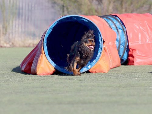 Pré-Agility au Creusot ,9 février 2025