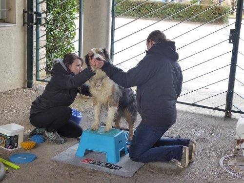 Stage de Fitness canin, 27 janvier 2019