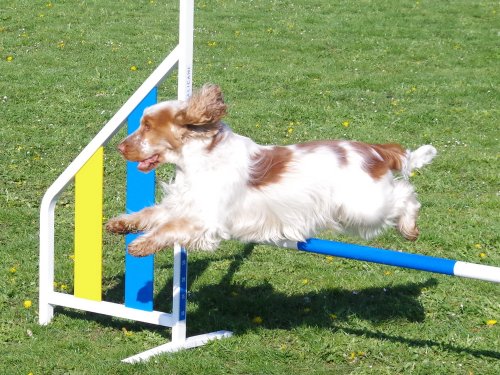 Concours d'agility, Barges, 9 avril 2023