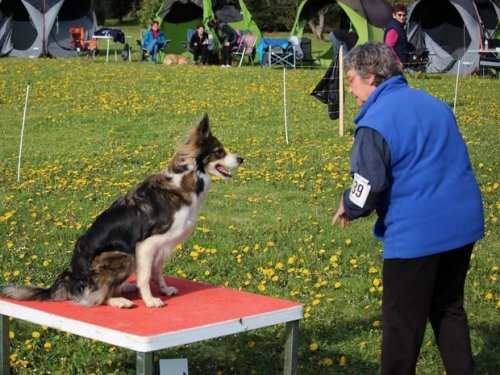 Premier concours d'agility de Fontaines, le 12 avril 2015