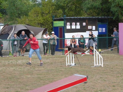 Concours d'agility, Dijon, 22 septembre 2019