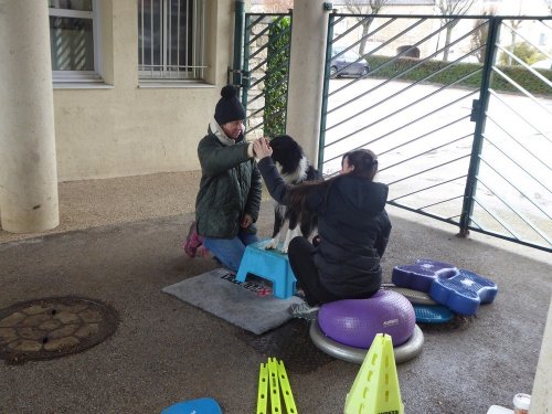 Stage de Fitness canin, 27 janvier 2019