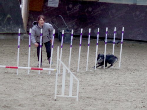 Concours d'agility, Dijon 8 décembre 2024