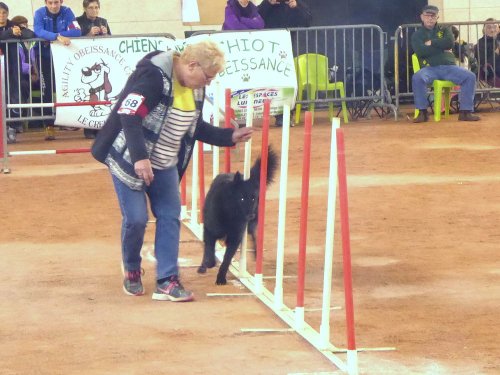 Concours d'agility en salle à la Nef au Creusot le 12 novembre 2017