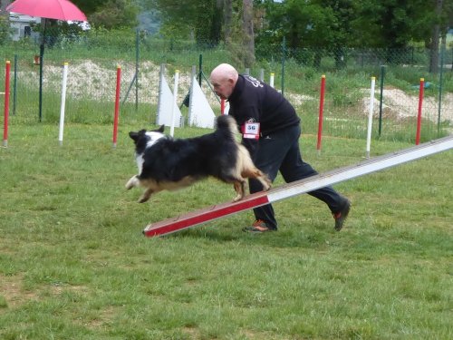 Concours d'agility, Messigny Vantoux, 12 et 13 mai 2018