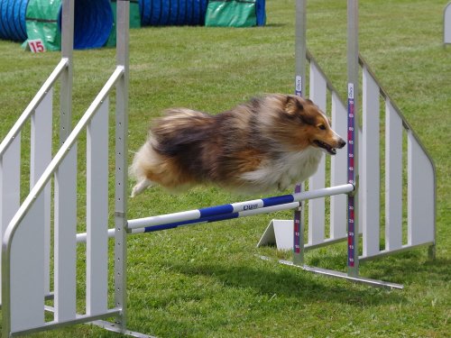 Concours d'agility, Montbard, 24 juin 2018