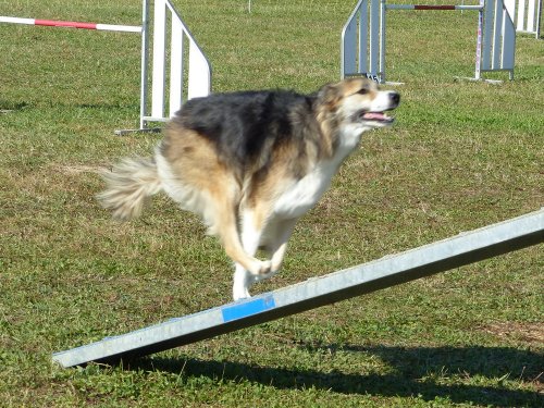 Concours d'agility, Fontaines 9 et 10 septembre 2023