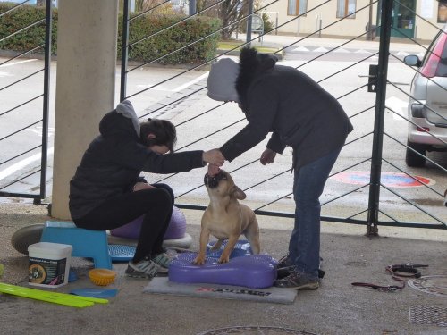 Stage de Fitness canin, 27 janvier 2019