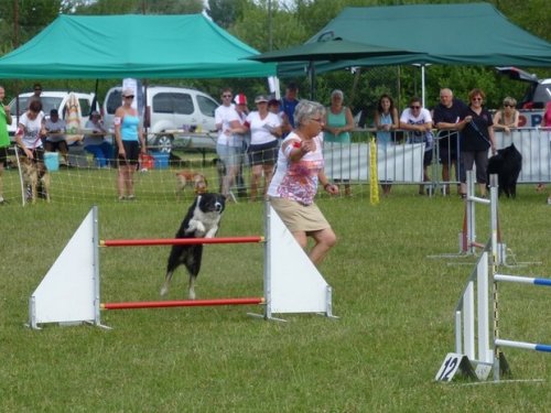 Concours d'agility, Magny sur Tille, 12 juillet 2015