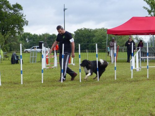 Concours d'agility de Fontaines, le 29 mai 2016