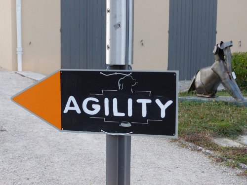 Concours d'agility de Fontaines, le 15 septembre 2019